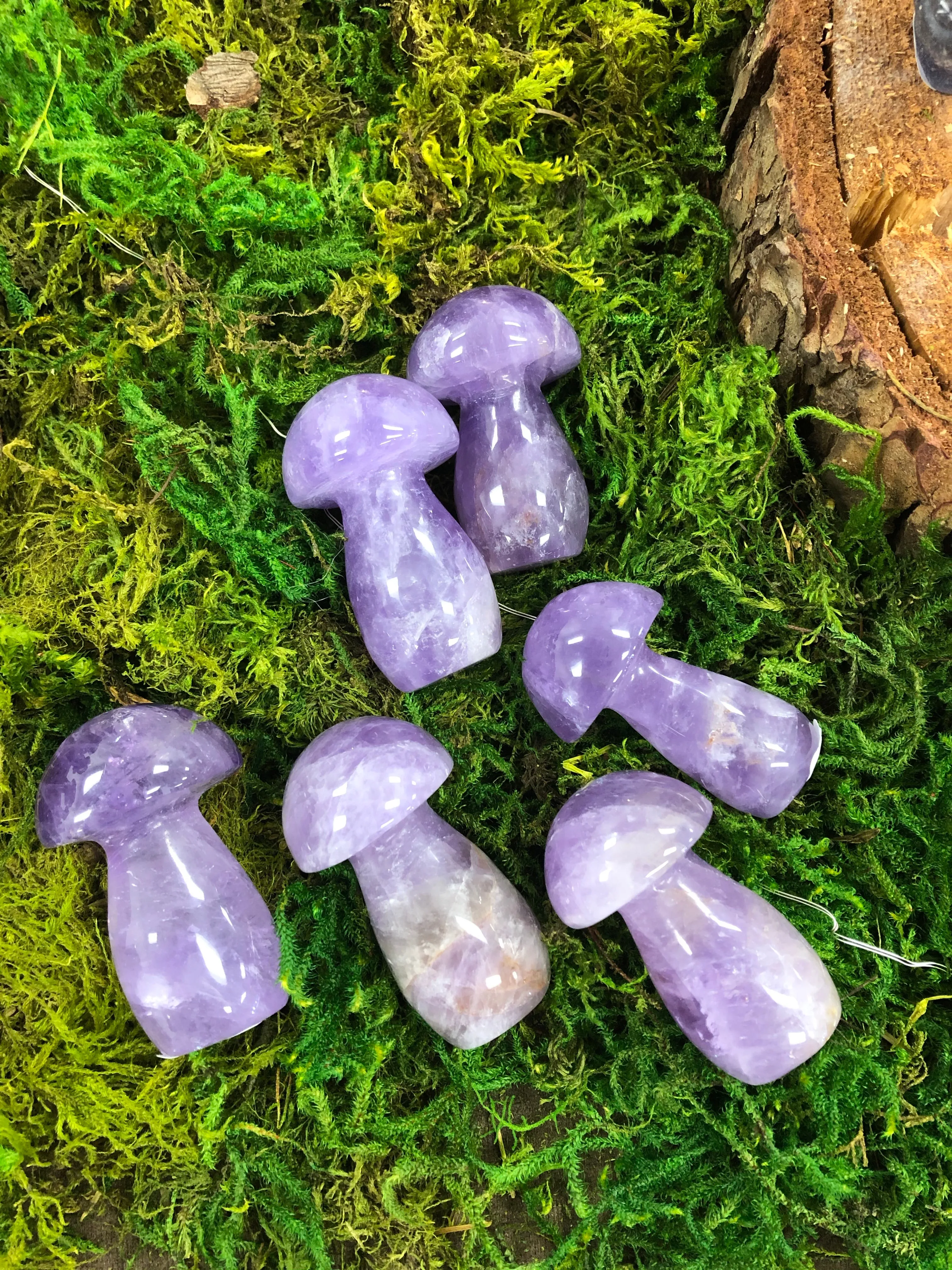 Large Mushrooms